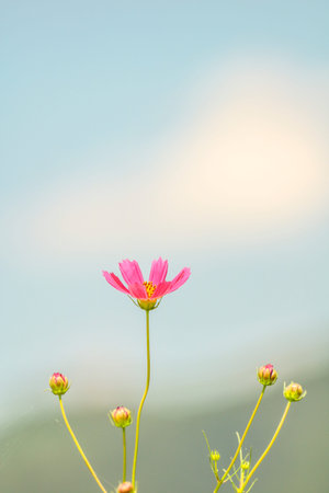 Cosmos flowers in the garden