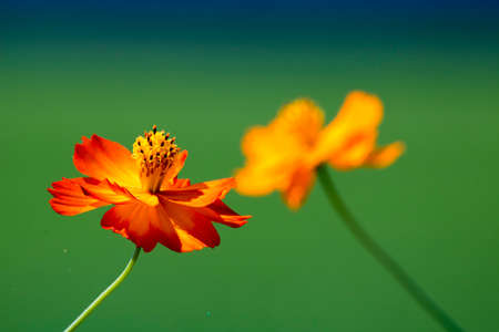Autumn cosmosの写真素材