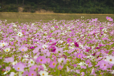 Autumn cosmosの写真素材