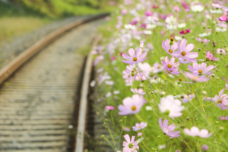 Cosmos flowers in the gardenの写真素材