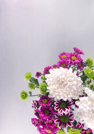 Chrysanthemum Photoの写真素材