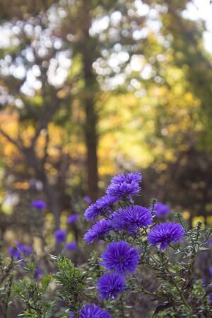 Chrysanthemum Photoの写真素材