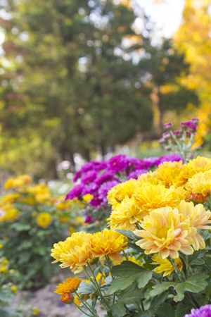 Chrysanthemumの写真素材