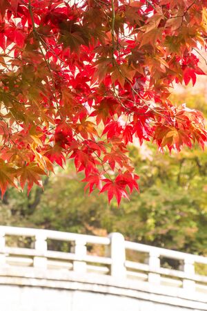 Beautiful Autumn Landscapeの写真素材
