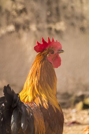 chickenの写真素材