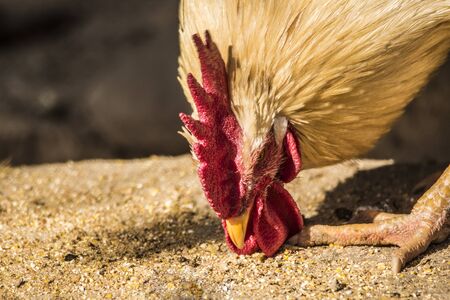 chickenの写真素材