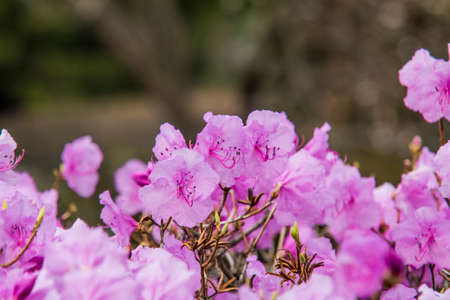 spring flowerの写真素材