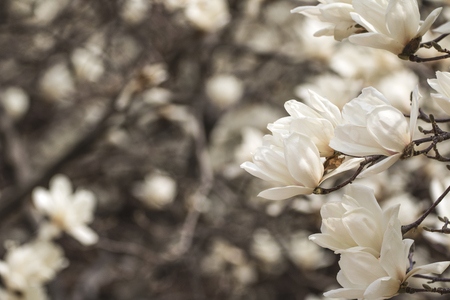 spring flowerの写真素材