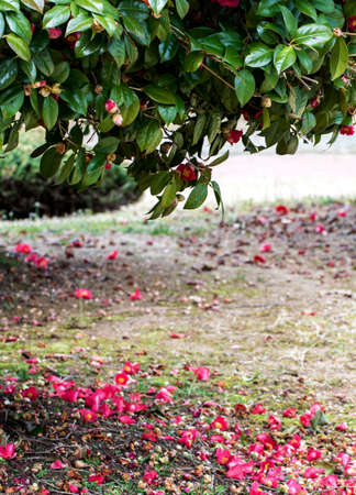 spring flowerの写真素材