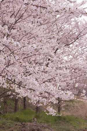 sping flowerの写真素材