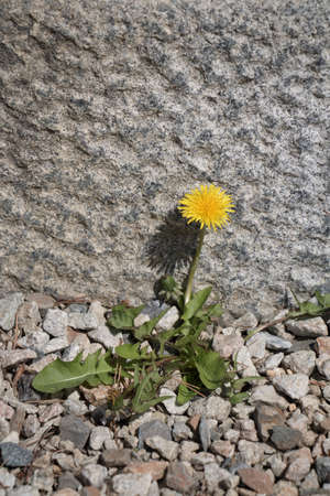 Beautiful dandelionの写真素材