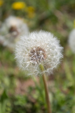 dandelion