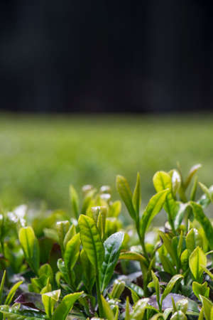 Beautiful and Blue Boseong Green Tea Fieldの写真素材
