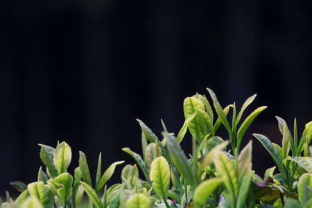 Beautiful and Blue Boseong Green Tea Fieldの写真素材