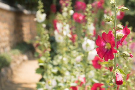 Beautiful hollyhockの写真素材