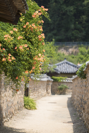 Beautiful Chinese trumpet creeperの写真素材