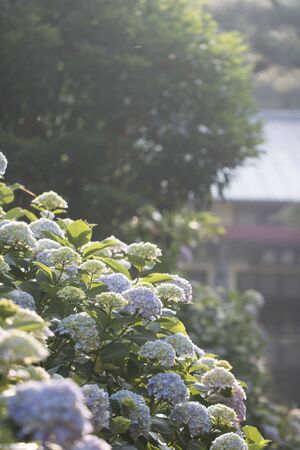 Beautiful hydrangeaの写真素材