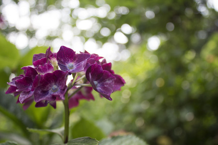 Beautiful hydrangeaの写真素材