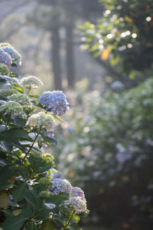Beautiful hydrangeaの写真素材