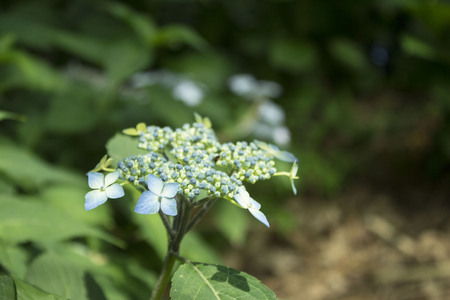 Beautiful hydrangeaの写真素材