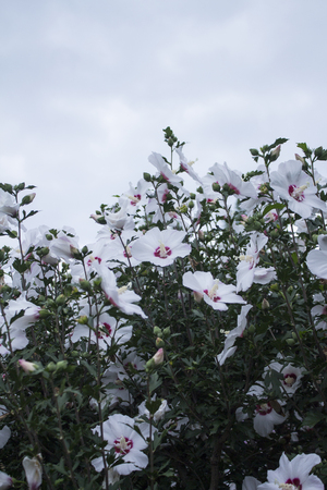 Beautiful rose of Sharonの写真素材