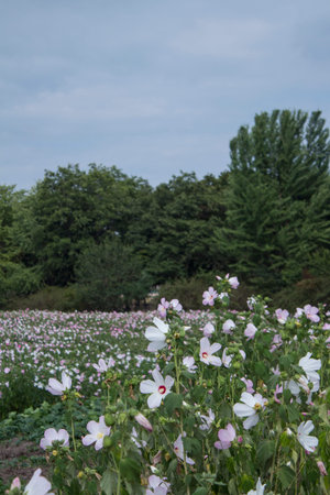 Beautiful cotton roseの写真素材