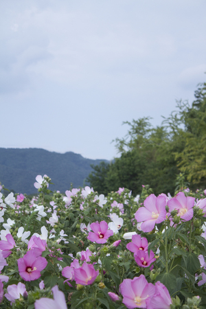 Beautiful cotton roseの写真素材