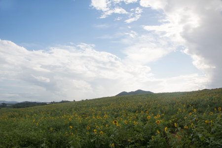 Beautiful sunflower