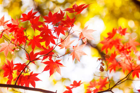 beautiful autumn leavesの写真素材