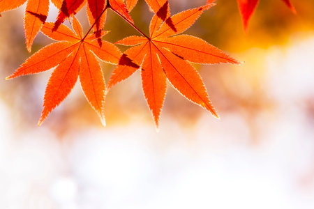 beautiful autumn leaves