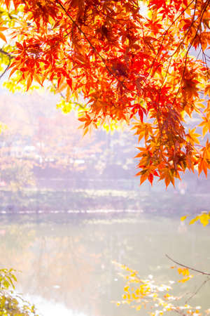 beautiful autumn scenery in a parkの写真素材