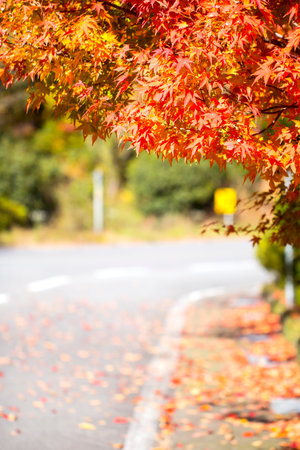 beautiful autumn scenery in a park
