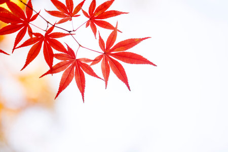 beautiful autumn scenery