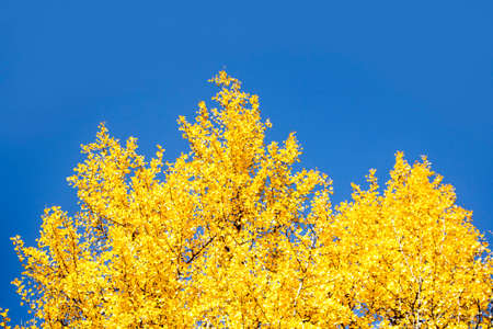 beautiful autumn sceneryの写真素材