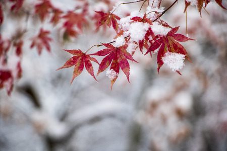 beautiful winterの写真素材