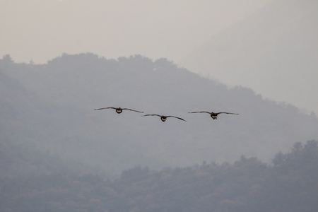 A flock of wild geese flying on the skyの写真素材