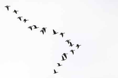 A flock of wild geese flying on the skyの写真素材