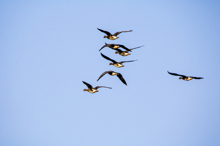A flock of wild geese flying on the skyの写真素材