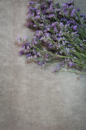 Beautiful Flower in springの写真素材