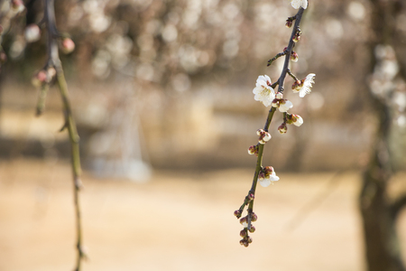 White apricot flowers in spring seasonの写真素材