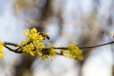Cornus mas fruit tree in bloom, yellow small flowersの写真素材