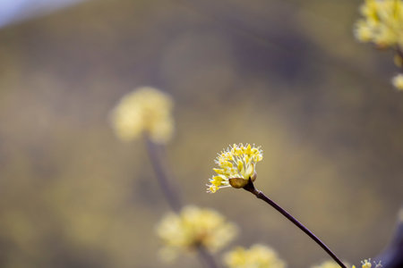 Cornus mas fruit tree in bloom, yellow small flowersの写真素材
