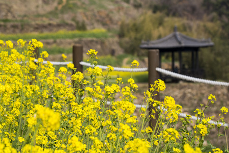 Beautiful Rape flowers in spring timeの写真素材