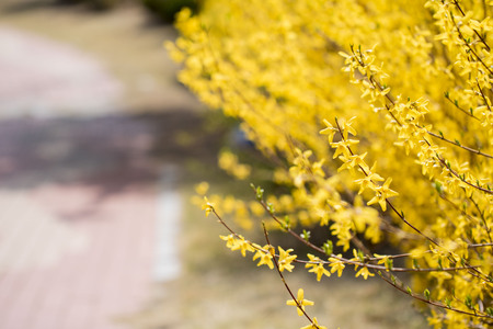 Beautiful Forsythia in spring timeの写真素材
