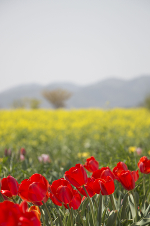Tulips are beautiful colors are blooming in the garden.の写真素材