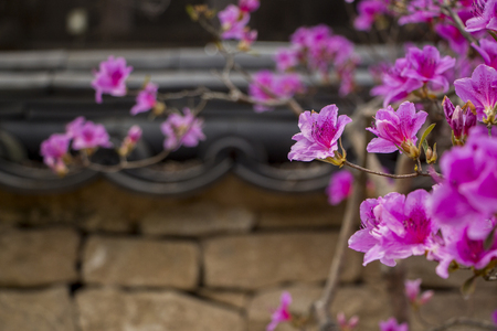 Beautiful Azaleas in spring timeの写真素材