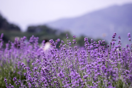 Sunset over a violet lavender fieldの写真素材