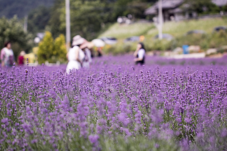Sunset over a violet lavender fieldの写真素材