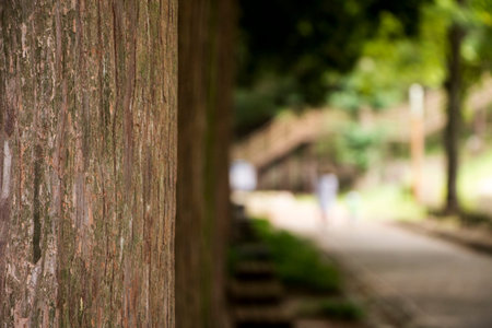 Close up of a tree trunk. Peaceful summer park with a sidewalk