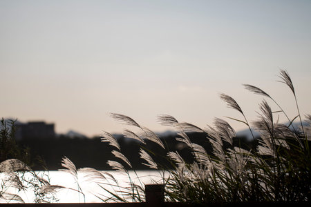 A beautiful silver grassの写真素材